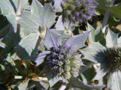 Lila beach plant flower photo