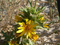 Yellow desert flower picture