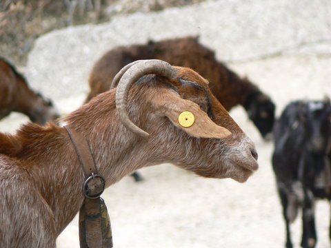 Spanish goat from the side
