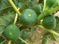 Fig fruits are almost ready to harvest.
