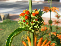 A ring of small orange flowers