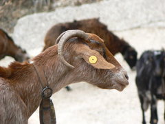 Picture of a Spanish goat
