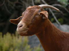 Funny goat face