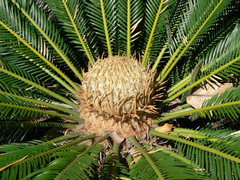 Tropcal plant from Sago Palm family