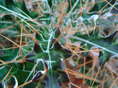 Macro picture of some spiky plant